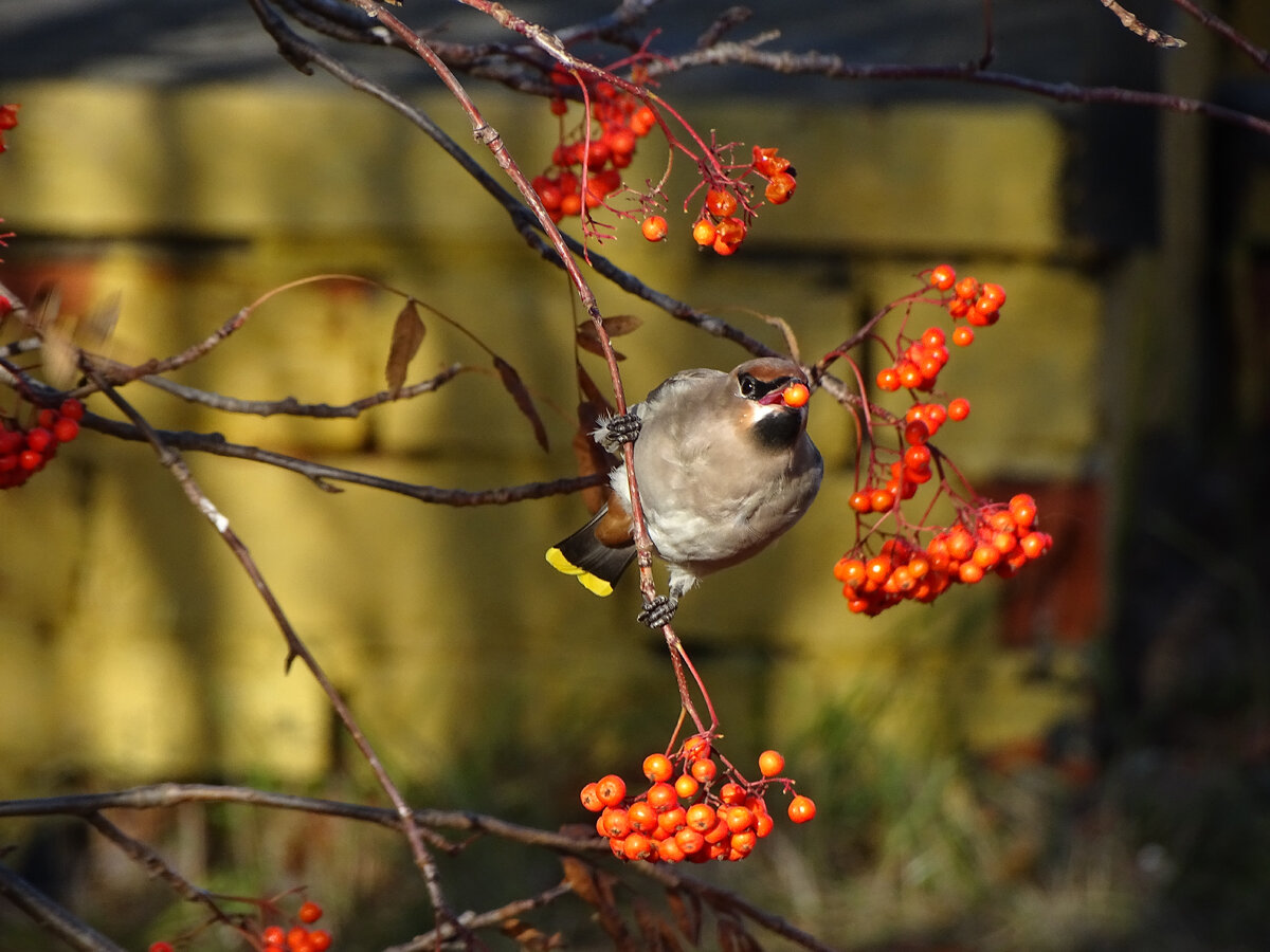 Фотоохотой увлекаюсь больше 20 лет. Через объектив увидела множество животных и пейзажей. На фото свиристель лакомится рябиной.
