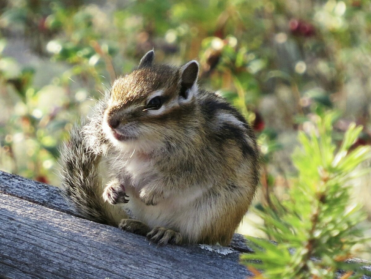 Бурундук в брусничнике делает запасы на зиму.