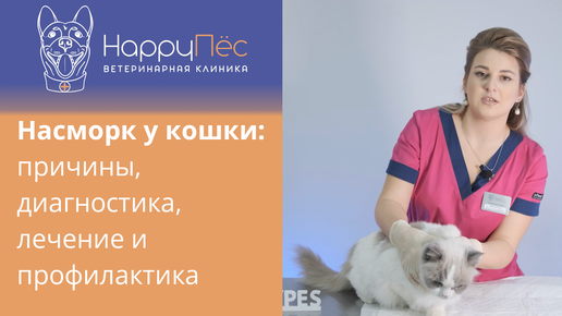 Как вылечить насморк кошке в домашних условиях?