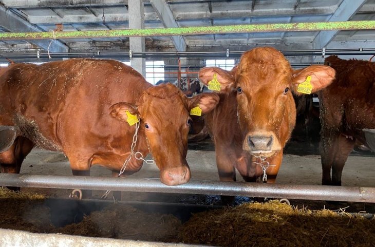    Коровы красной датской породы в хозяйстве пензенского фермера чувствуют себя отлично