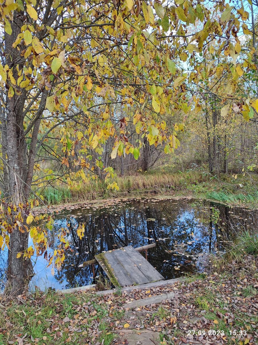 Падают, падают листья. Фото Татьяны ОБОРИНОЙ.