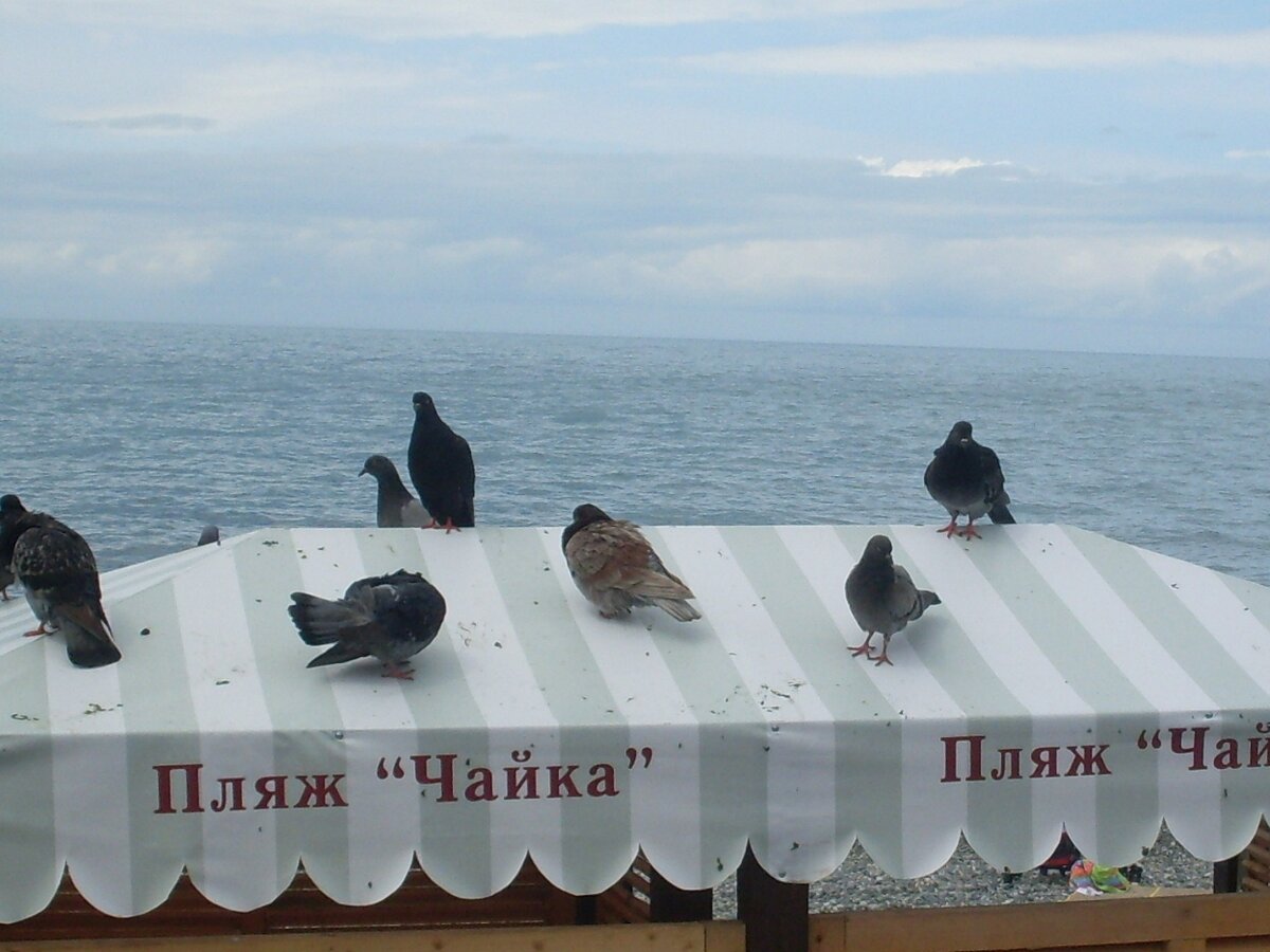 Адлер. Пляж Чайка.