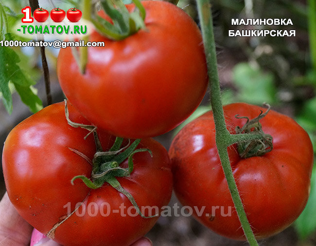 Томат Малиновка башкирская фото 2