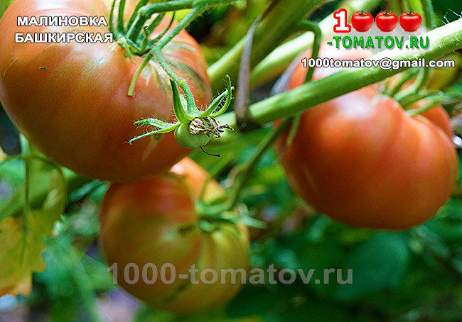 Томат Малиновка башкирская фото 1