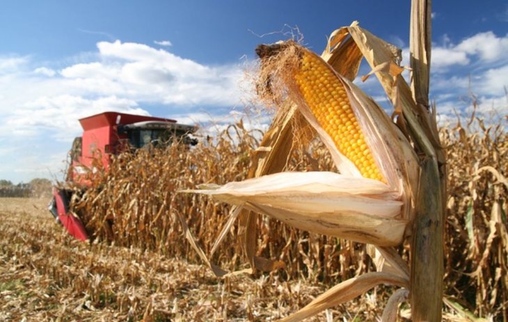    Чек-лист по кукурузе на зерно: уборка, сушка, хранение