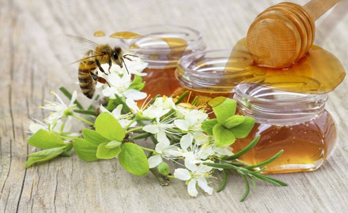Пчелы получают мед. Пчелы и мед. Мёд цветочный. Пчелиный мёд. Медовая пасека.