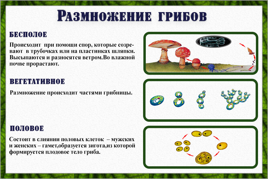 Вегетативные споры грибов. Способы бесполого размножения грибов. Размножение грибов. Схема способы размножения грибов. Типы бесполого размножения грибов.