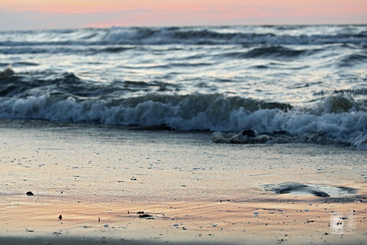    Дарья Драй © ИА Регнум