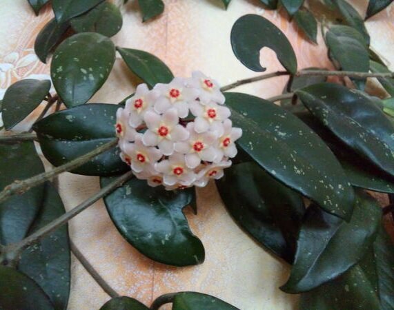 Фото интернет 