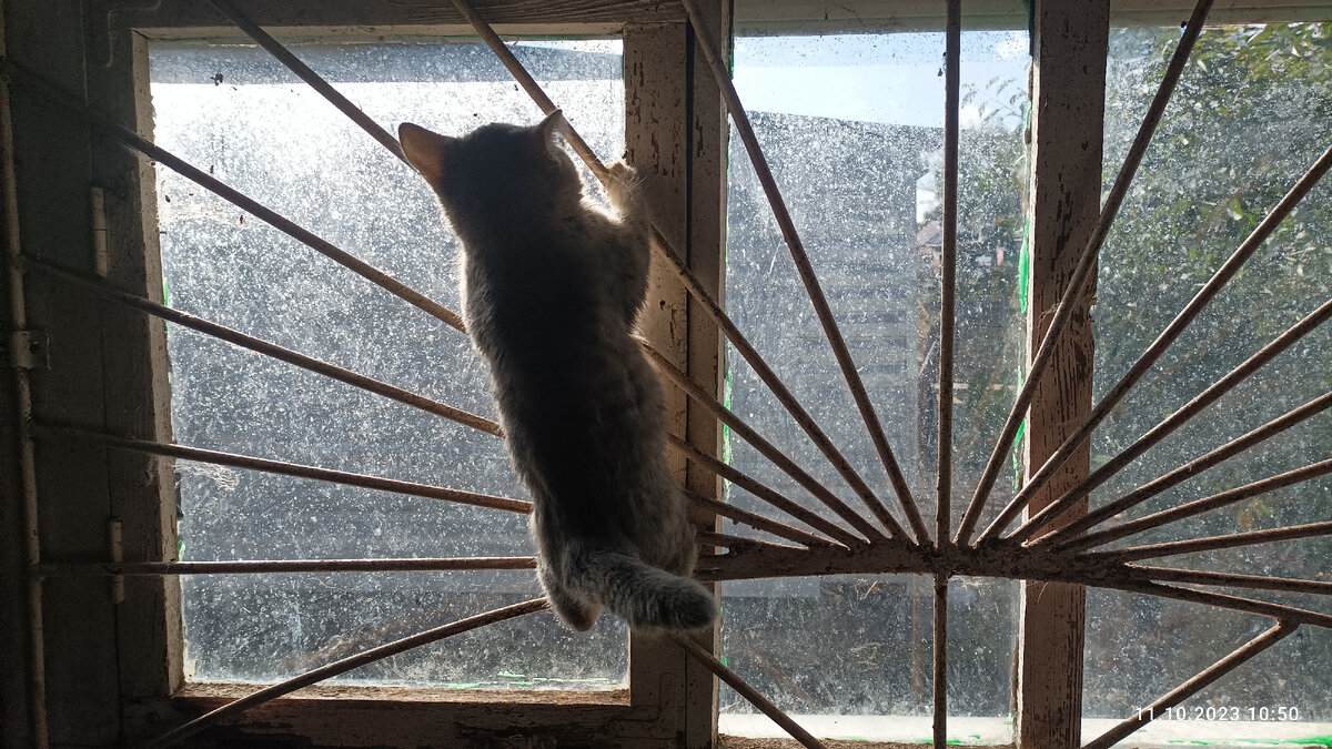 Молодое поколение Первого Дома. Окна помыть невозможно, так как решетка не снимается. 