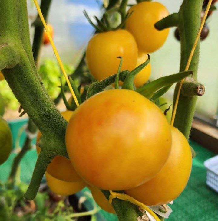 Томат Ярсон Jr34