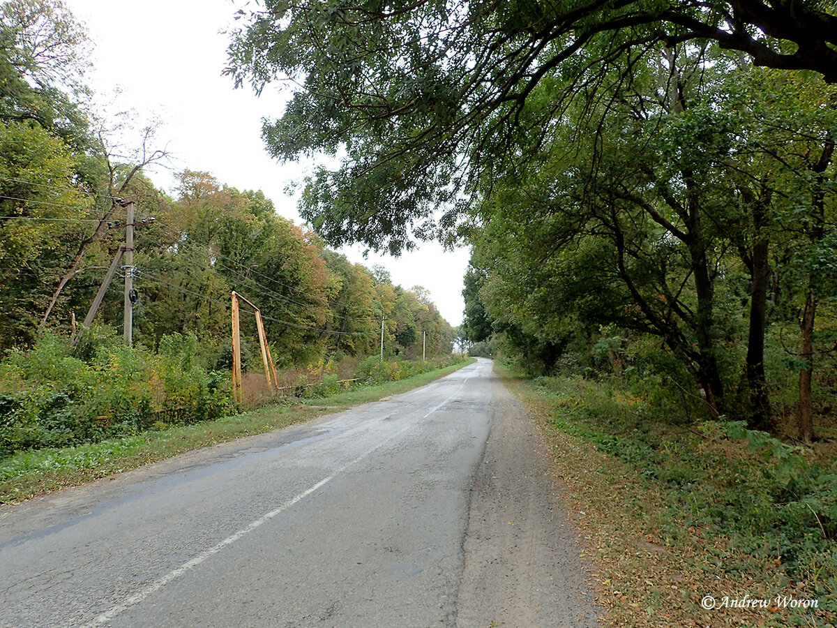 Дорога через лес