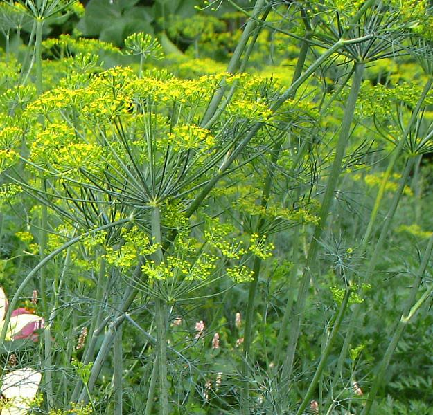 Фенхель куст. Семена укропа лесногородский. Фенхель огородный. Укроп дельта. Семена укроп летний хит.