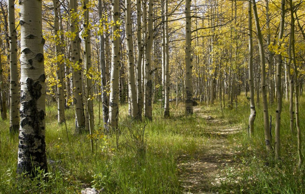 Чистая и светлая осиновая роща