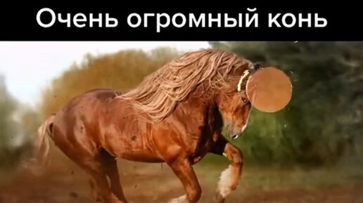 сколько весит один конь