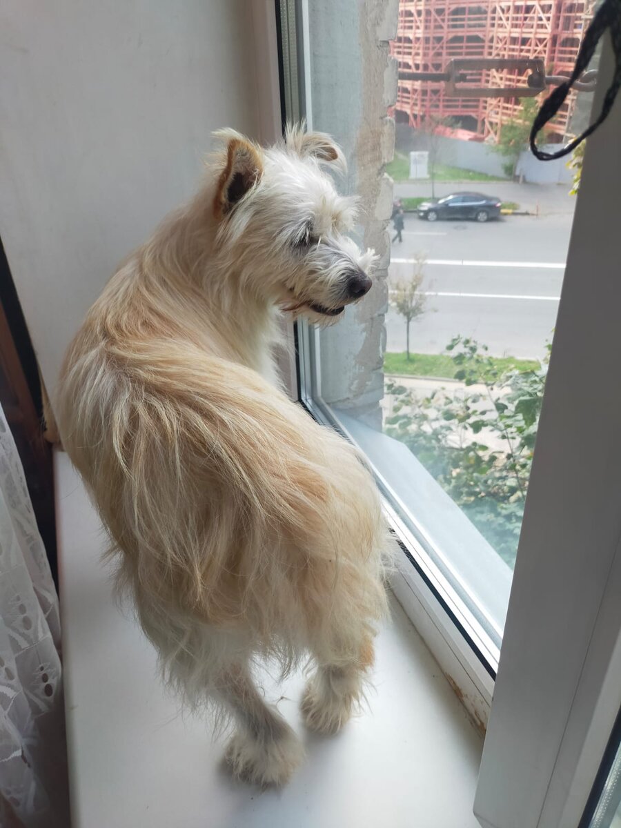 Так Эльфик радовался видам из окна своего  нового дома …