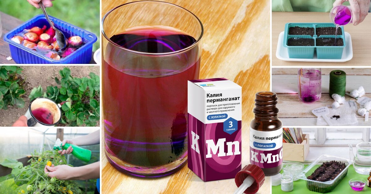 Раствор марганцовки. Клубника полезные советы. Марганцовка для растений от вредителей и болезней. Супер подкормка для клубники. Марганцовка в огороде.
