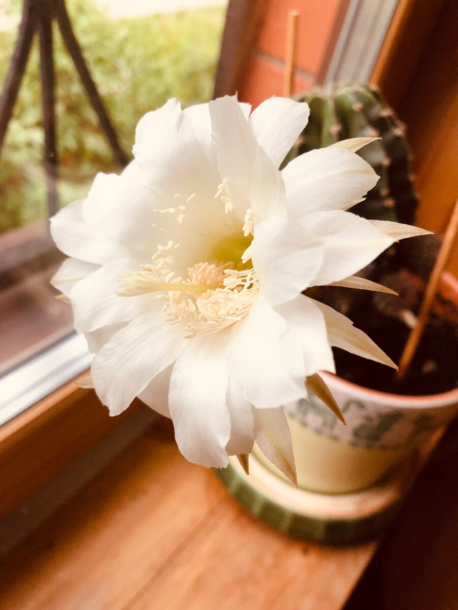 Когда мы переехали в деревню, то у нас неожиданно даже зацвел кактус, привезенный из Москвы. Везде фото автора.