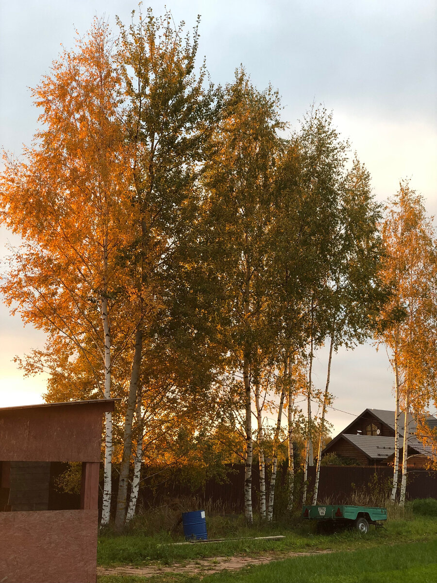 Золотая осень на нашем участке. Наша березовая роща.