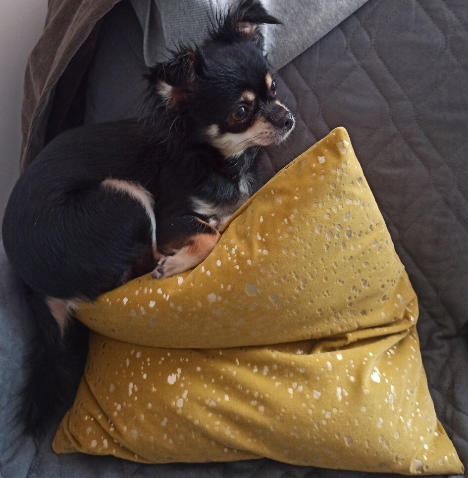 Собака-Ежевика  внимательно наблюдала за процессом сборки. Все держала под контролем