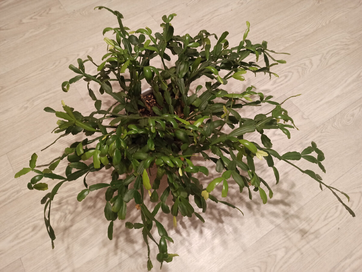 На фото цветок в хорошем состоянии. 