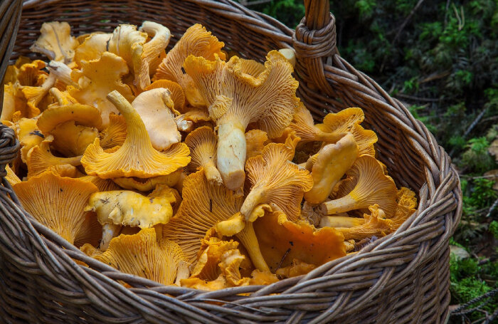    pixabay.com/barbroforsberg