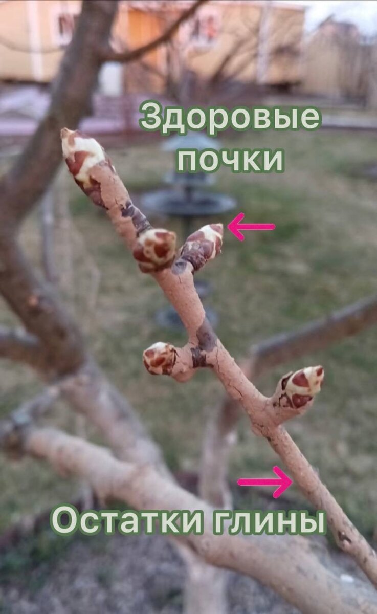 Почки легко пробивают тонкий слой глиняной обмазки