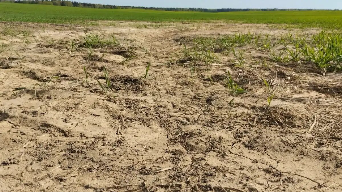 Деградация почв - бич XXI века в России.