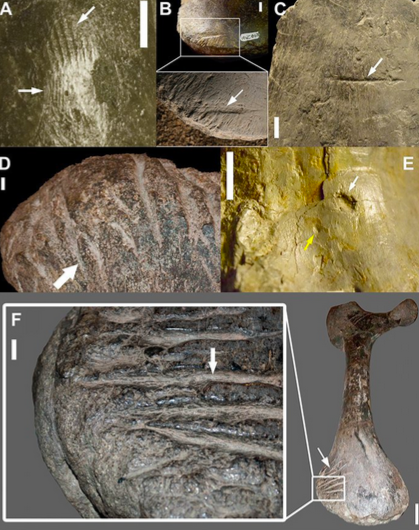 Кости хищных динозавров со следами зубов теропод 
Фото: Drumheller et al., PLOS ONE, 2020