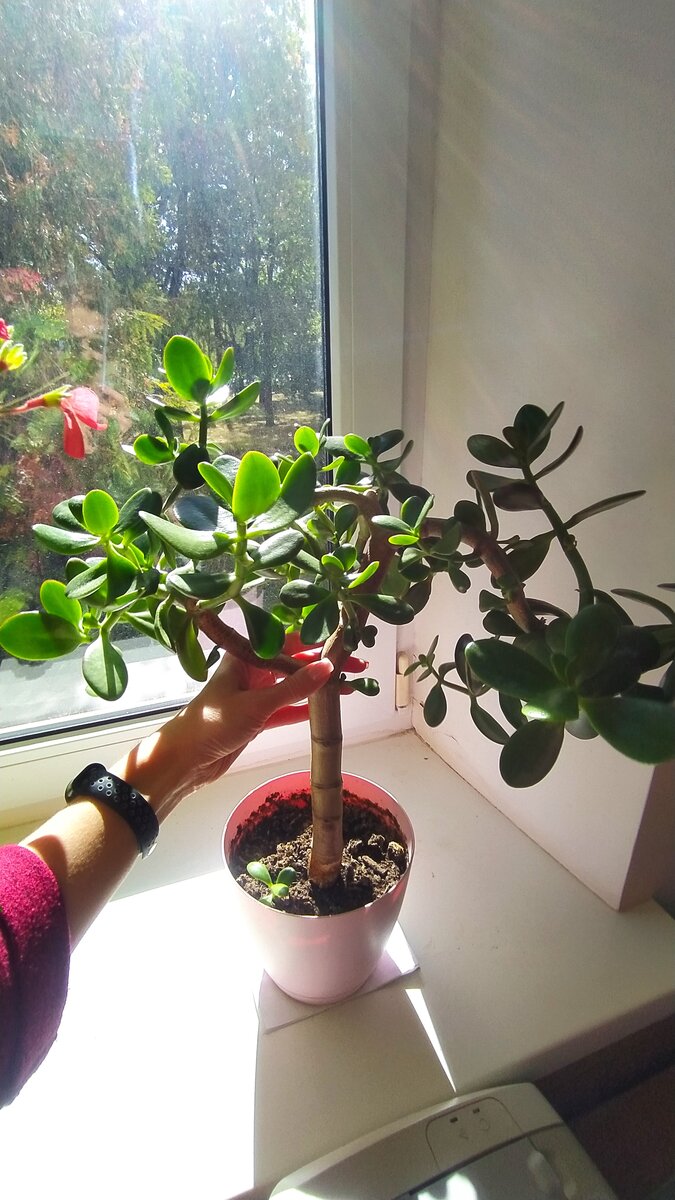 Толстенькая красула, южное окно на работе