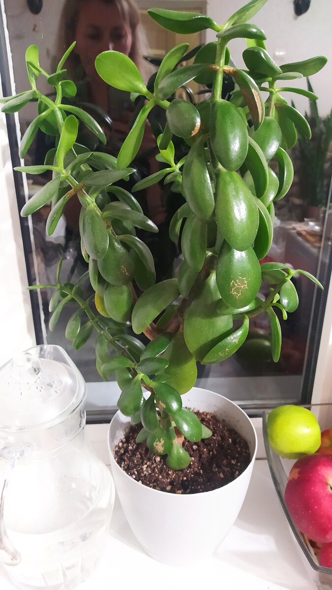 Тонкая красула, северное окно дома