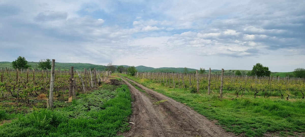 Кахетия - это виноград