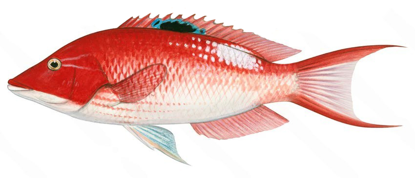 Bodianus unimaculatus (самец)