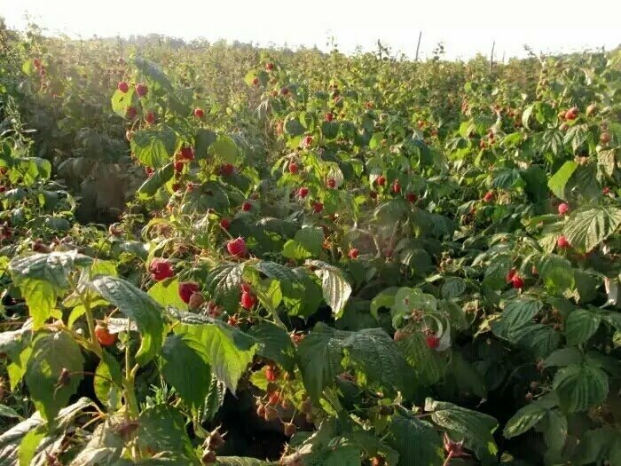 Почему ремонтантную малину лучше вырезать весной - и когда. 3 важных момента, новый взгляд на ремонтантов - агрономы советуют и объясняют