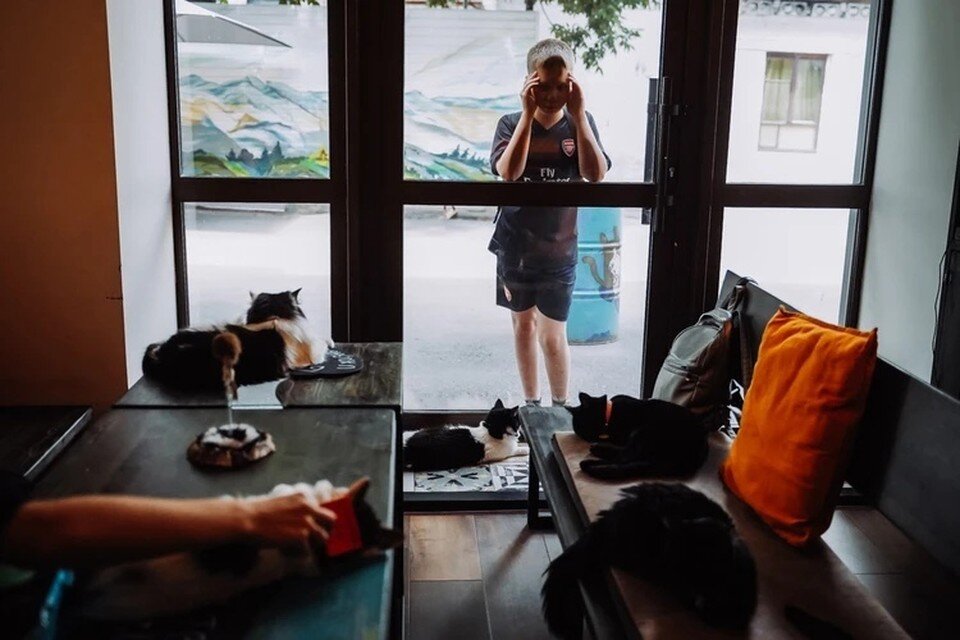    В старой Самаре работает необычное кафе, там можно не только выпить кофе, но и пообщаться с кошками. Светлана МАКОВЕЕВА