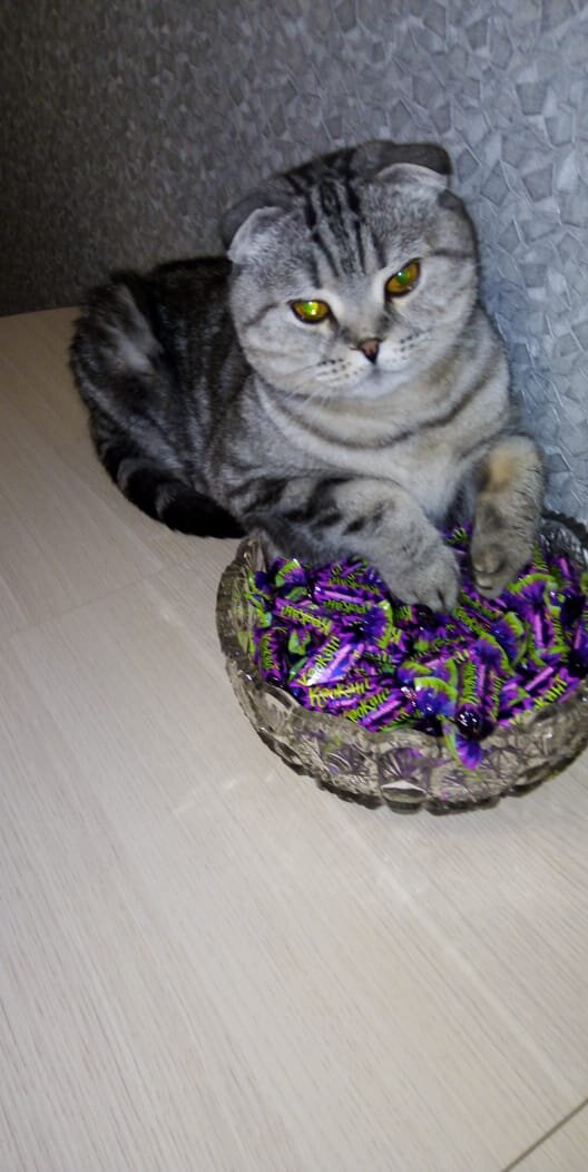 Шелли. Фото из архива автора.