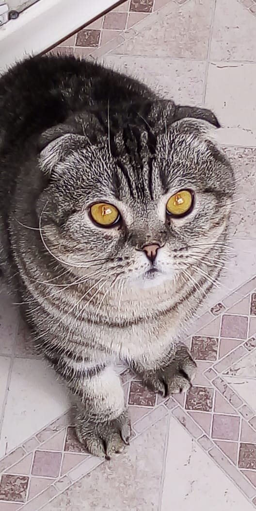 Шелли. Фото из архива автора.