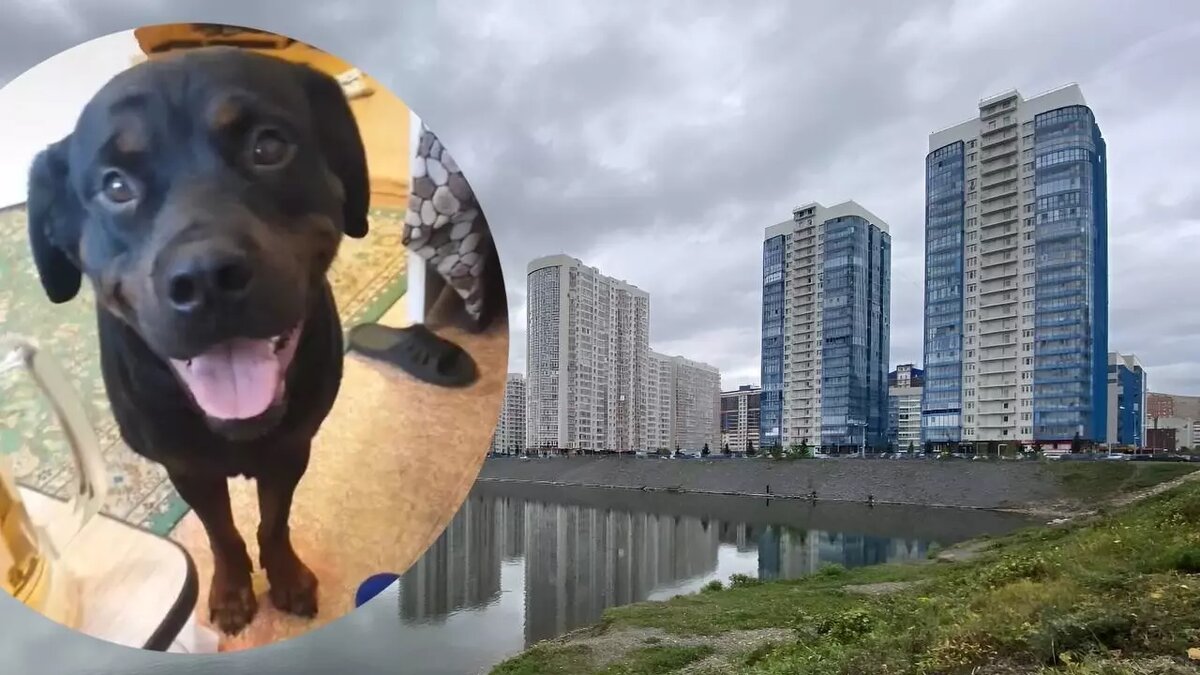     В Красноярске нетрезвая жительница напала на сотрудников полиции с обувной ложкой и собакой.