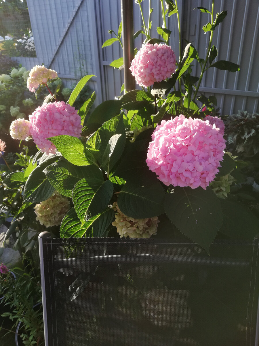 Ремонтантная гортензия, начало августа, цветение на побегах текущего года