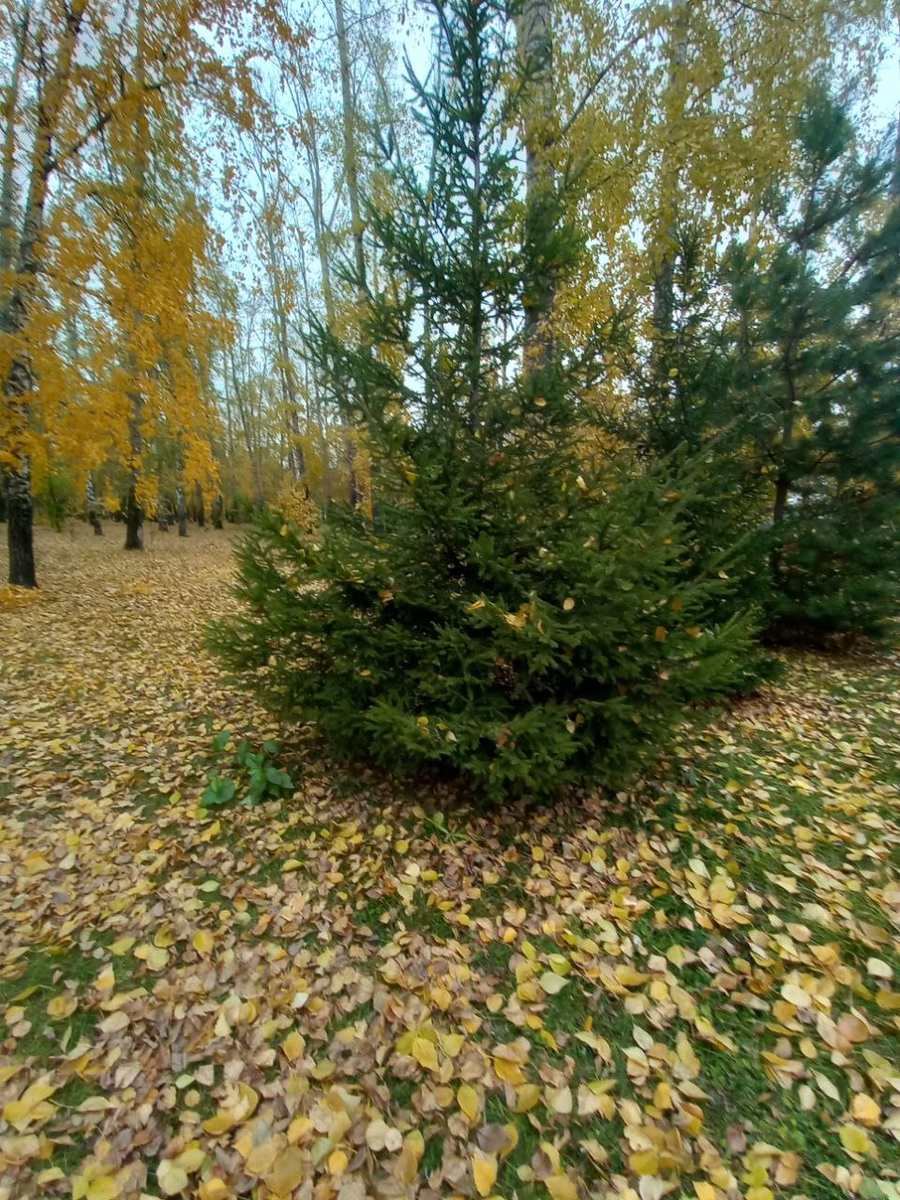Кемерово. Парк им Веры Волошиной 