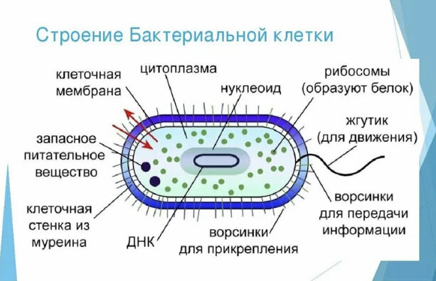 Классическое строение бактерии. Взято из Интернета из свободного доступа