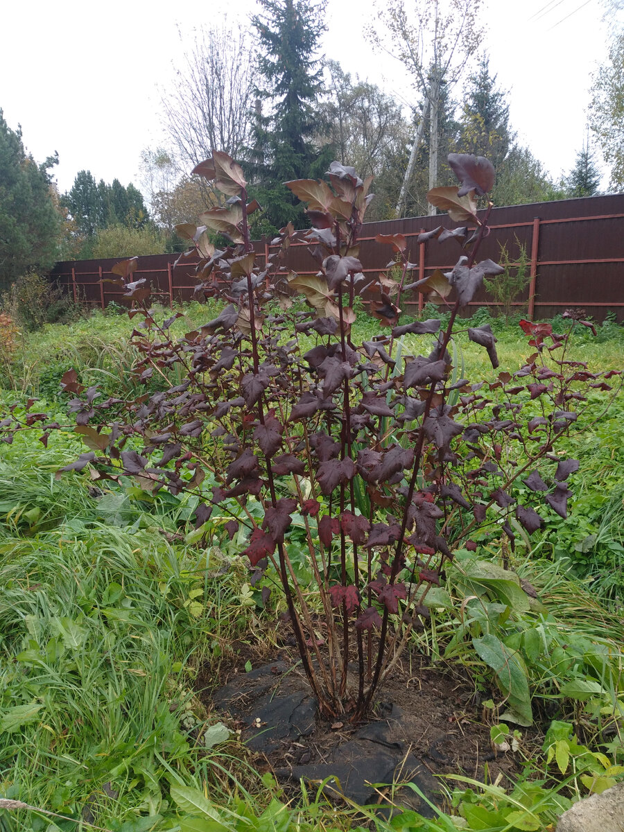 Фото от 15.10.2023, поэтому вид у него не очень, так как готовится уже скинуть листву (тот, который растет на солнце).