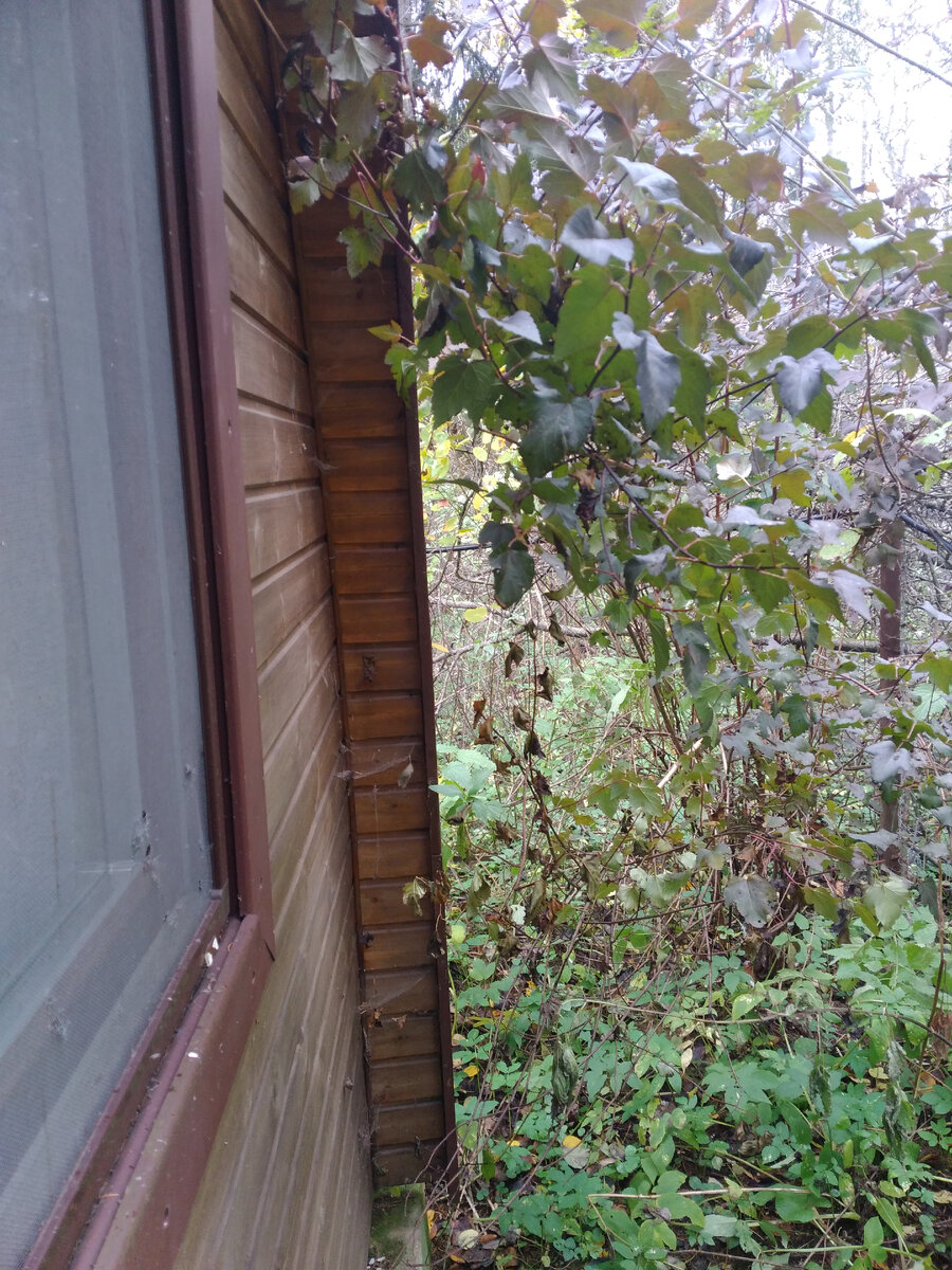 Тот, что растет в тени (листва из-за недостатка света не краснеет, хотя на фото сверху куст выращенный из черенка, взятого с этого растения).