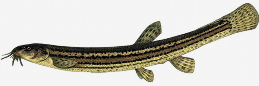 промысловая речная рыба семейства вьюновых