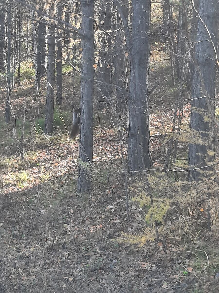Фото автора. Видите белку на дереве? Это муж ходил в лес и сфотал этого замечательного зверя.) Говорит, ей надо было перебраться через дорогу, но там федеральная трасса и постоянно машины. Она подбегала к дороге, как только ехала очередная машина - возвращалась на дерево и оттуда издавала возмущённые возгласы в сторону машин.)