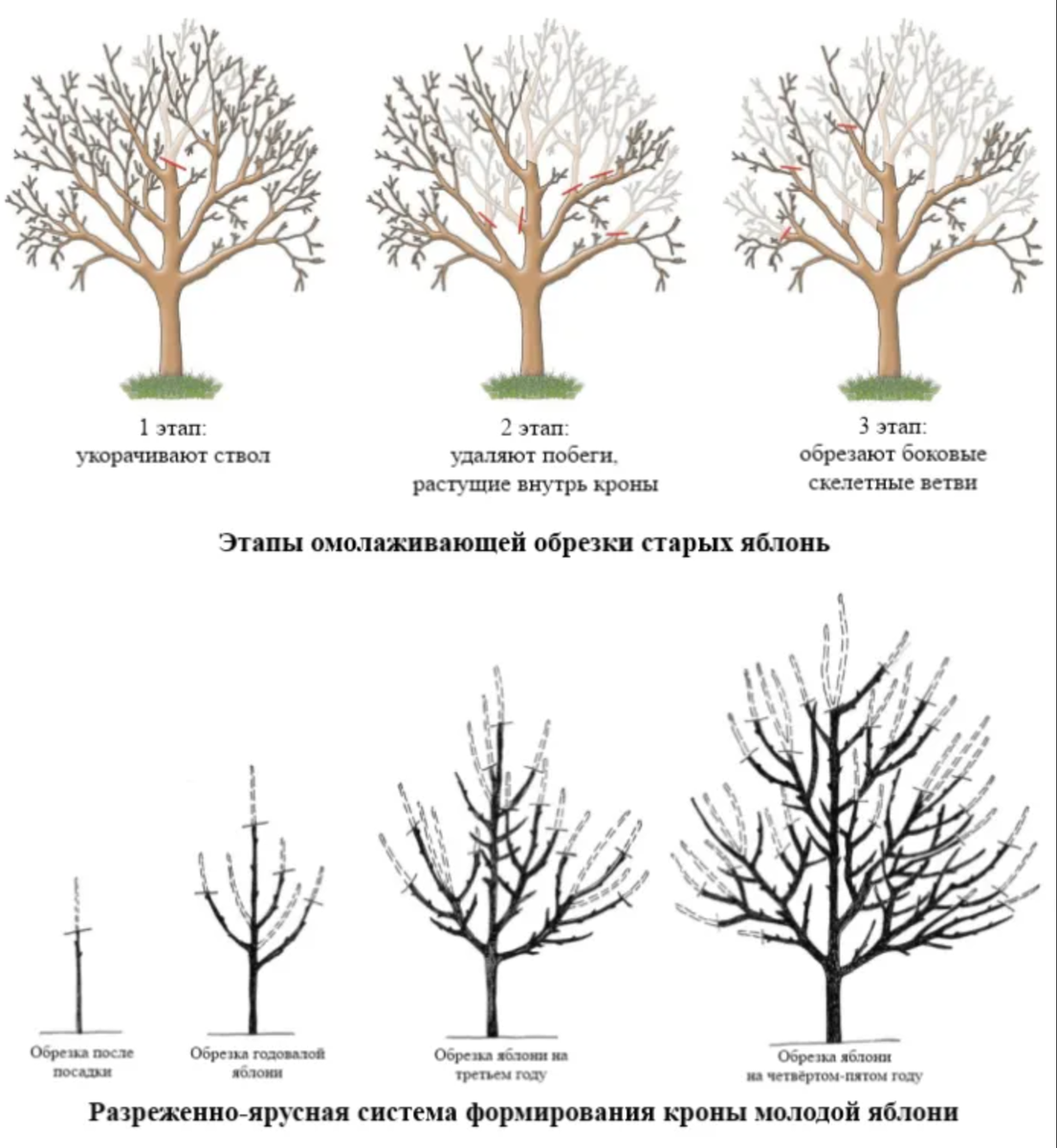 Обрезка деревьев схема плодовых весной. Схема обрезки яблони весной. Обрезка яблони весной схема. Правильная обрезка яблонь весной схема. Схема обрезки старой яблони весной.
