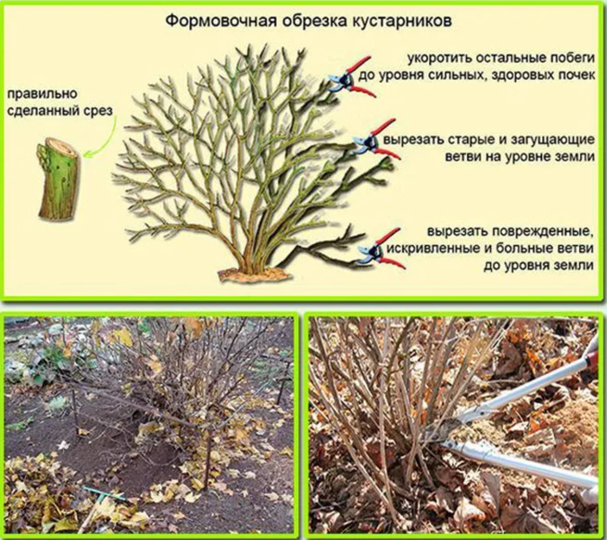 Как делать обрезку крыжовника