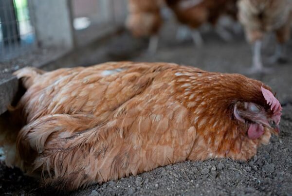 Насморк у кур и цыплят 🐓 что делать и какие принять меры | Курочка | Дзен