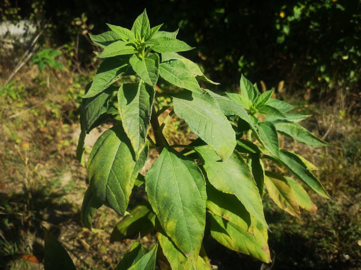 фото с огорода :)