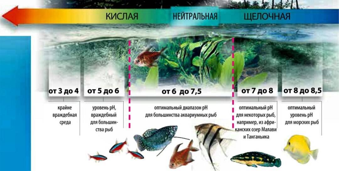 Показатели воды в аквариуме. Таблица PH воды для аквариума. Показатель PH воды аквариумной. PH воды в аквариуме норма для растений. Параметры аквариумной воды норма для рыб.